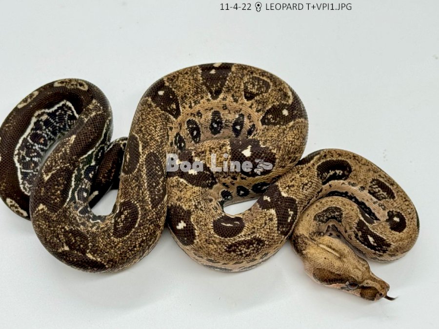  LEOPARD T+VPI